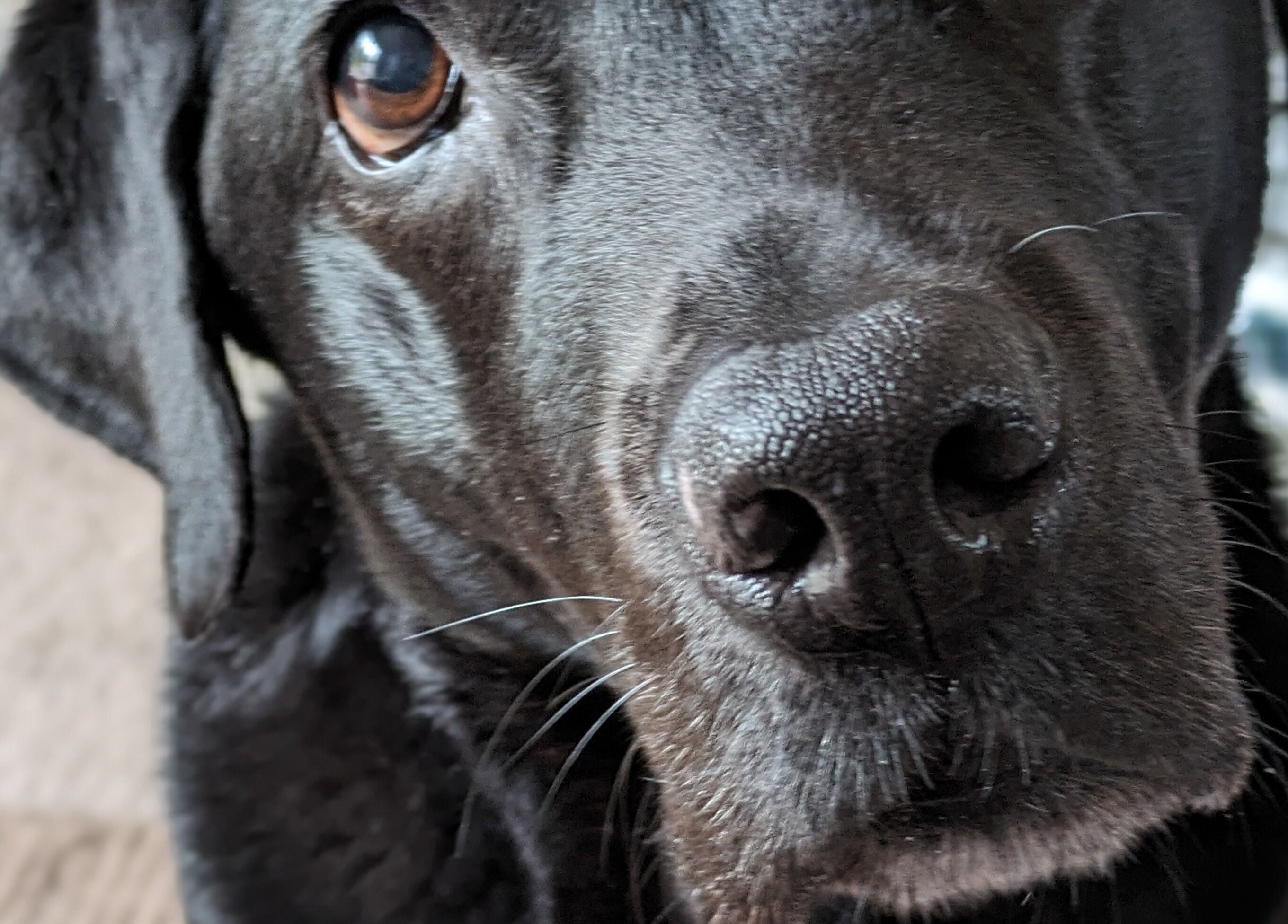 Close-up of a black Labrador at Starkie Vet Physio, -, GB, highlighting its gentle expression.