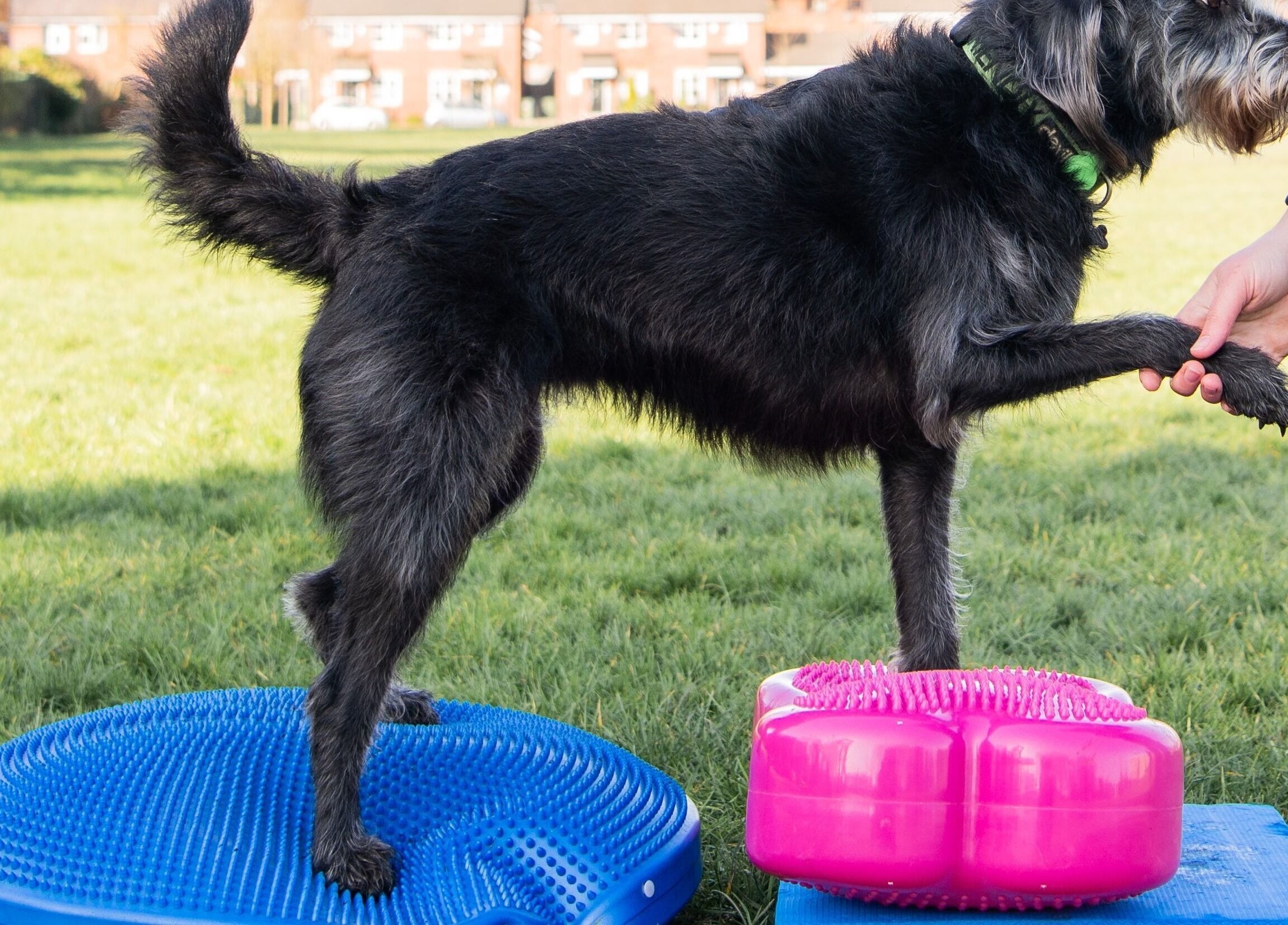 Dog receiving balance therapy at Starkie Vet Physio, -, GB, standing on exercise platforms.