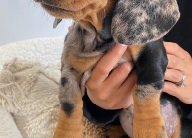 Adorable puppy held gently, capturing warmth at Bare Beauty, Bournemouth, England, GB.