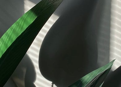 Elegant plant shadows on a wall at Beauty By Rosy, Gedling, England, GB, creating a calming ambience.