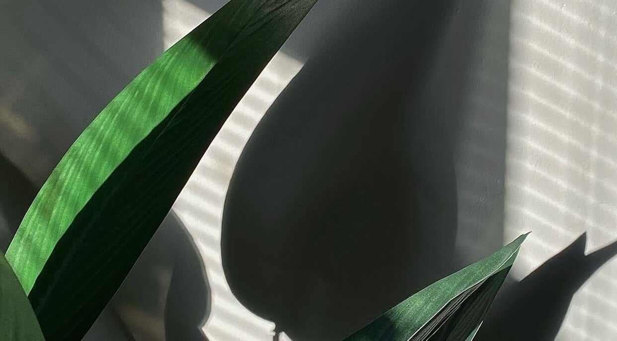 Elegant plant shadows on a wall at Beauty By Rosy, Gedling, England, GB, creating a calming ambience.