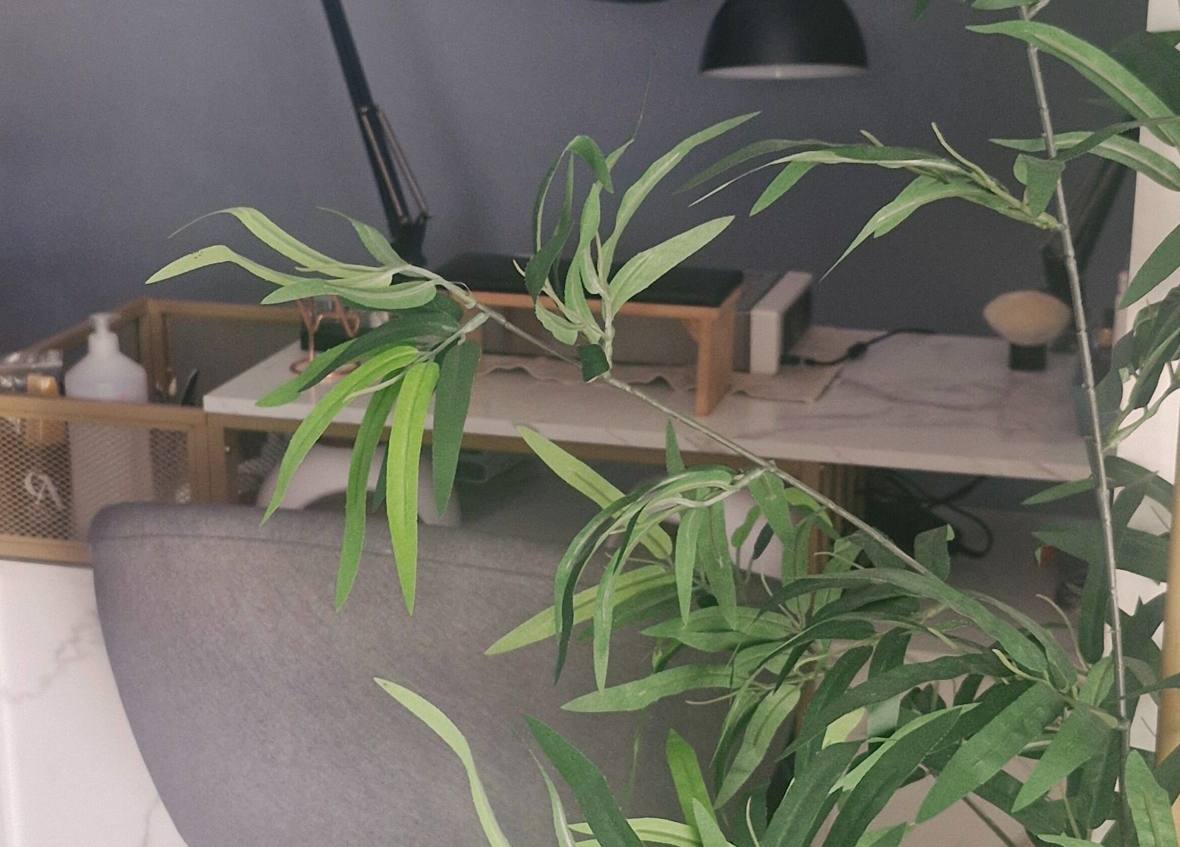 Espace de bien-être moderne chez Glow up by Cfl, Orléans, Centre-val De Loire, FR, avec plantes apaisantes.