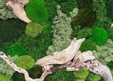 Natural green moss and driftwood decor at Somerset House Day Spa & Skin Clinic, Powell River, British Columbia, CA.