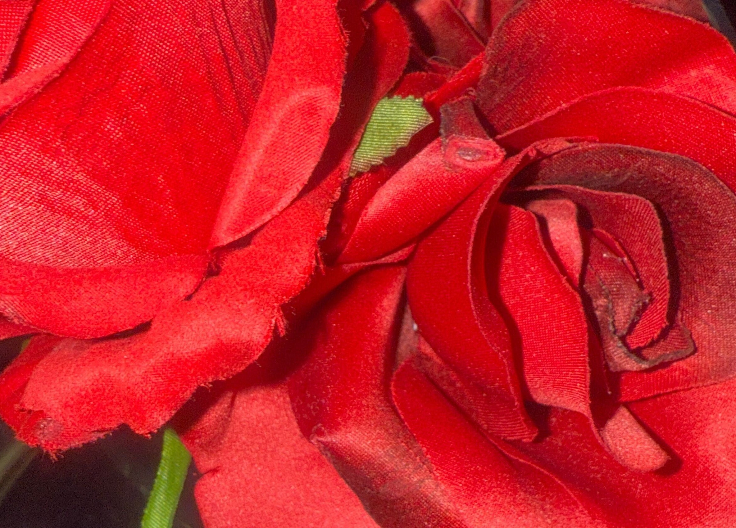 Roses rouges éclatantes au Salon Anima Perfection FE, L'assomption, Québec, CA. Élégance et beauté florale.