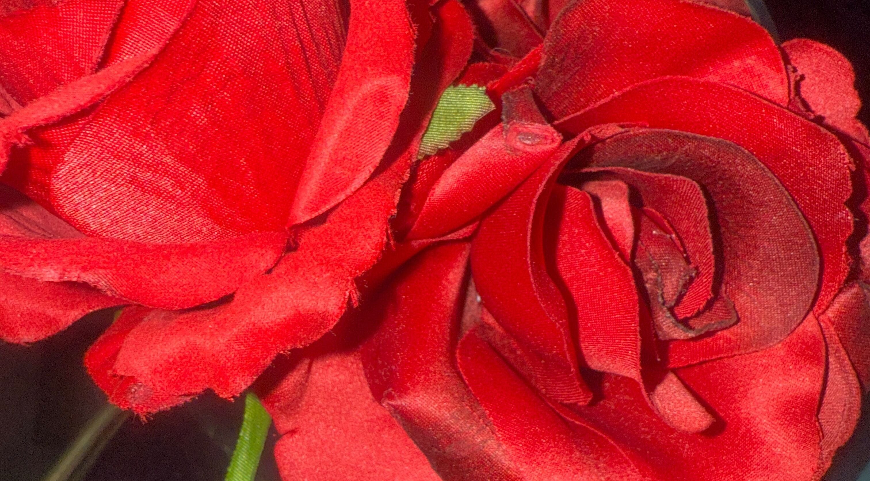 Roses rouges éclatantes au Salon Anima Perfection FE, L'assomption, Québec, CA. Élégance et beauté florale.