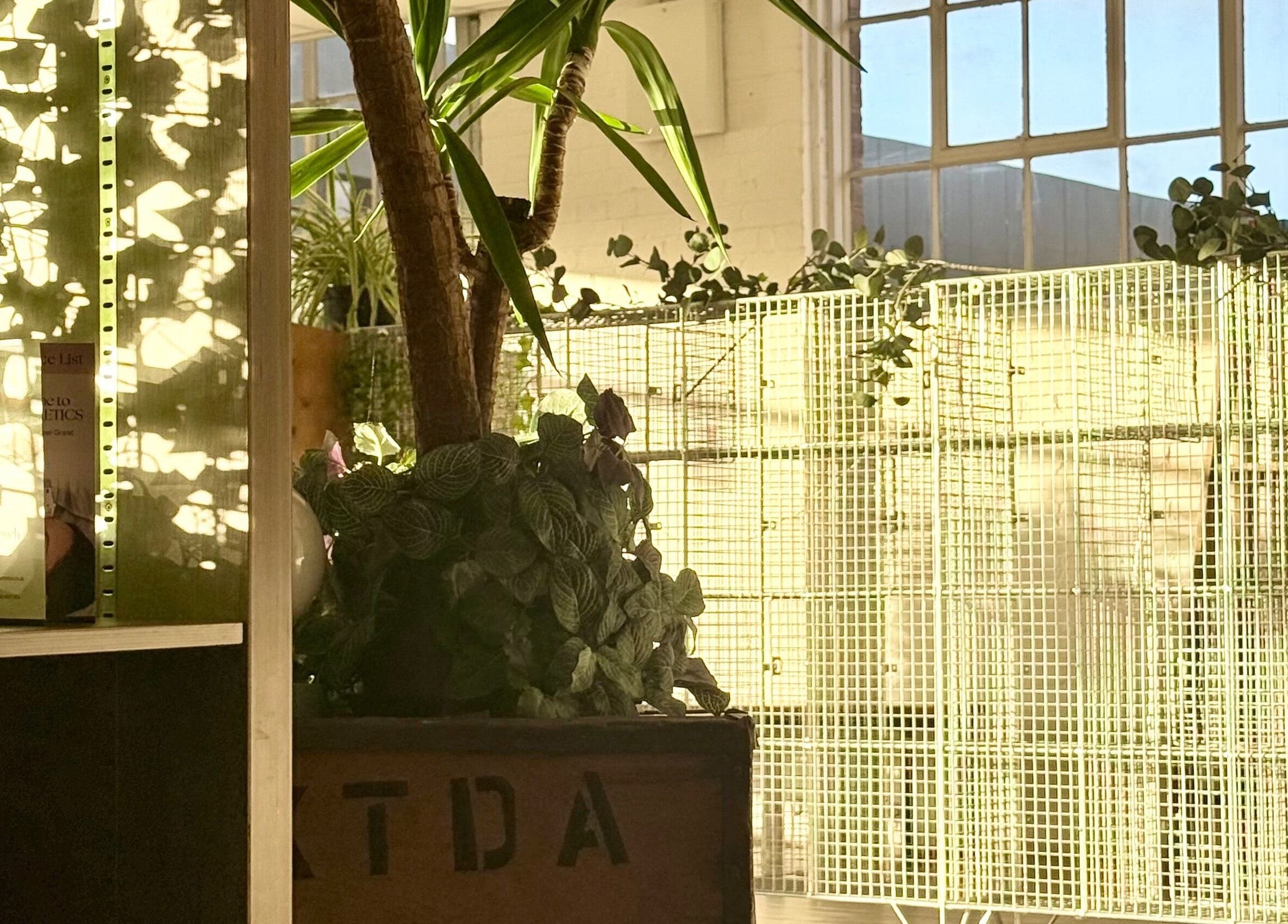 Lush greenery inside At1.Aesthetics, Nottingham, England, GB creating a tranquil atmosphere.