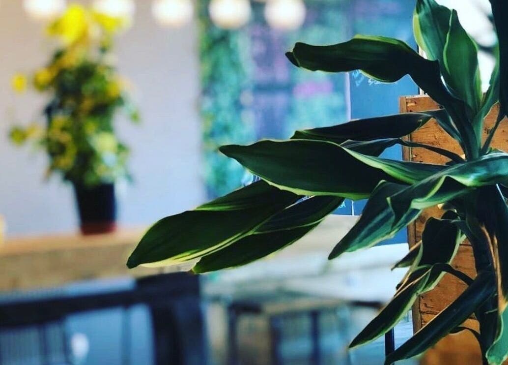 Green foliage in a tranquil setting at1.AESTHETICS, Nottingham, England, GB.