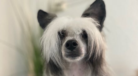 Ett Pet Spa and Salong image 3