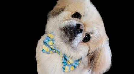 صورة One Sharp Pooch 2