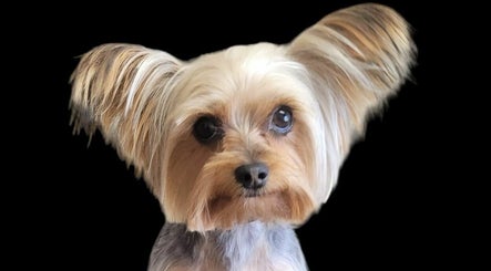 صورة One Sharp Pooch 3