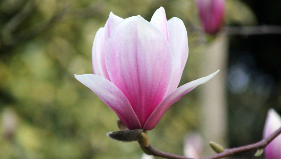 Magnolia Beauty imaginea 1