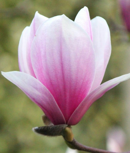 Magnolia Beauty afbeelding 2