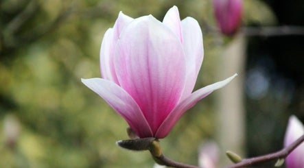 Magnolia Beauty