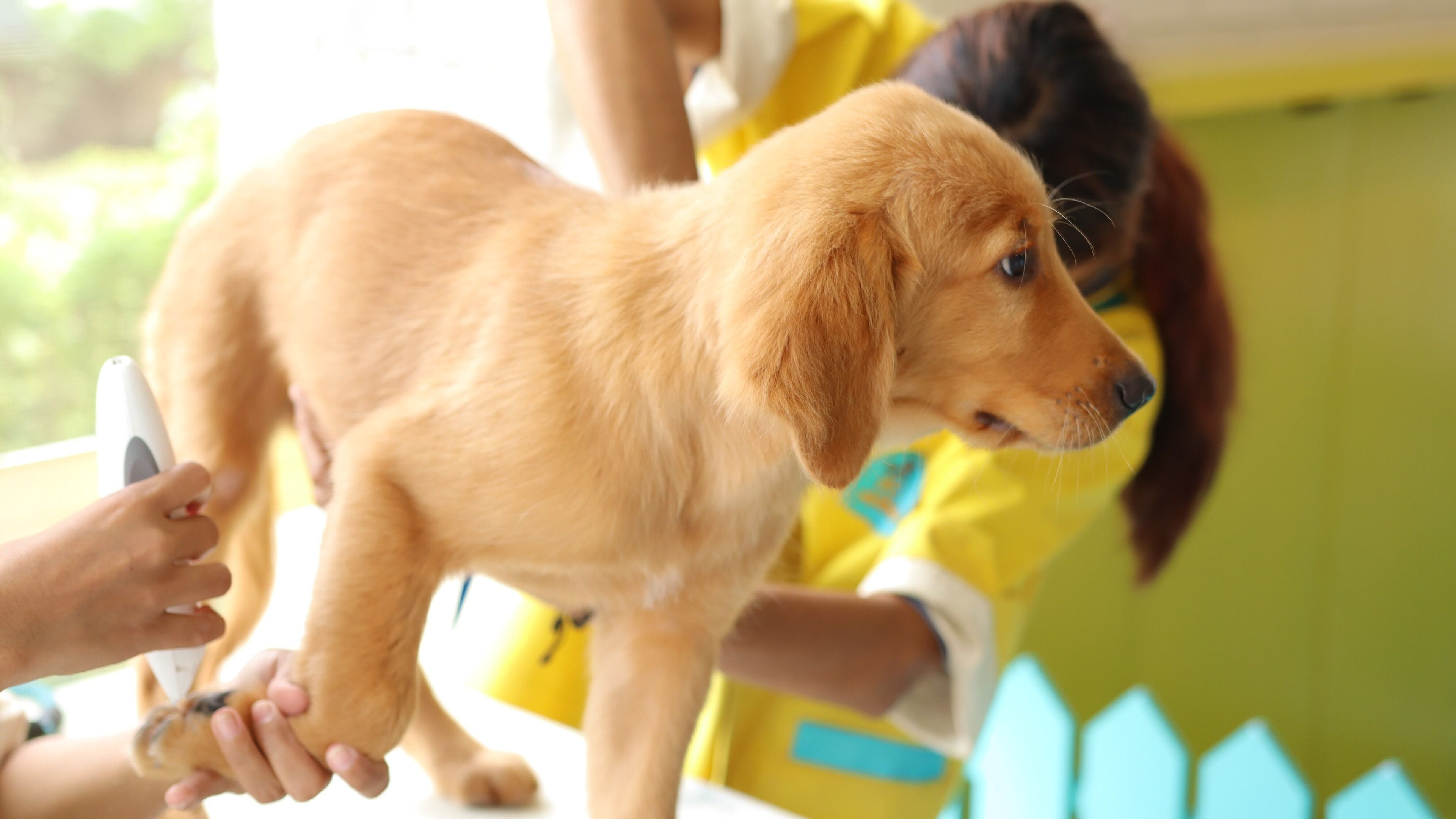A puppy receiving a health check at Pokhara Petmama, located in Pokhara, Gandaki Province, NP.