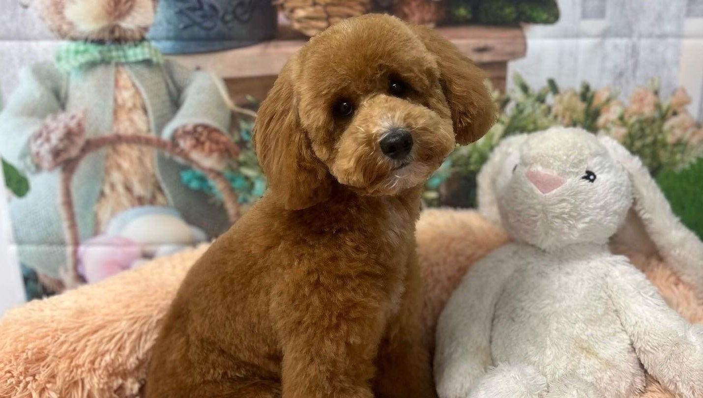 Adorable brown poodle with stuffed rabbit at Shampooch, Clydebank, Scotland, GB.
