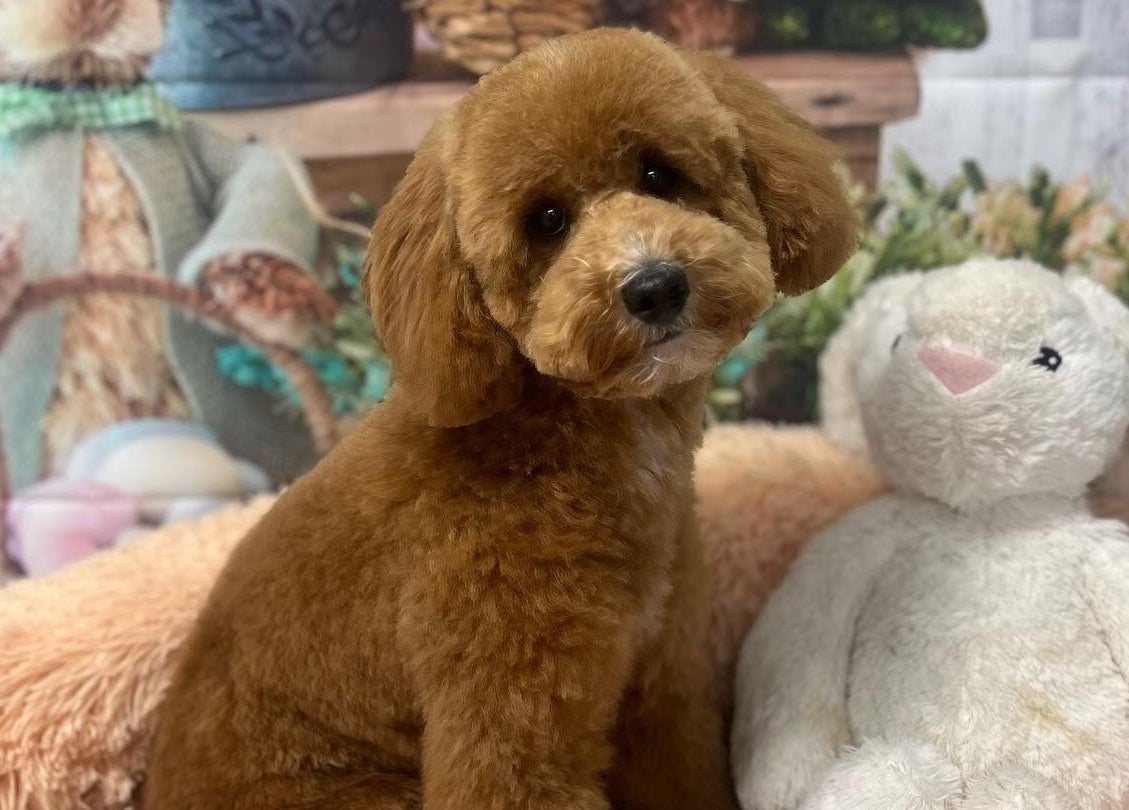 Adorable brown poodle with stuffed rabbit at Shampooch, Clydebank, Scotland, GB.