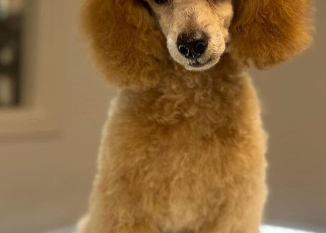 Fluffy poodle at Shampooch, Clydebank, Scotland, GB showcasing top grooming result.