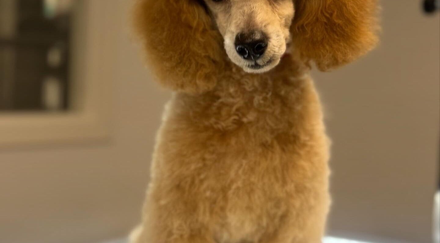 Fluffy poodle at Shampooch, Clydebank, Scotland, GB showcasing top grooming result.