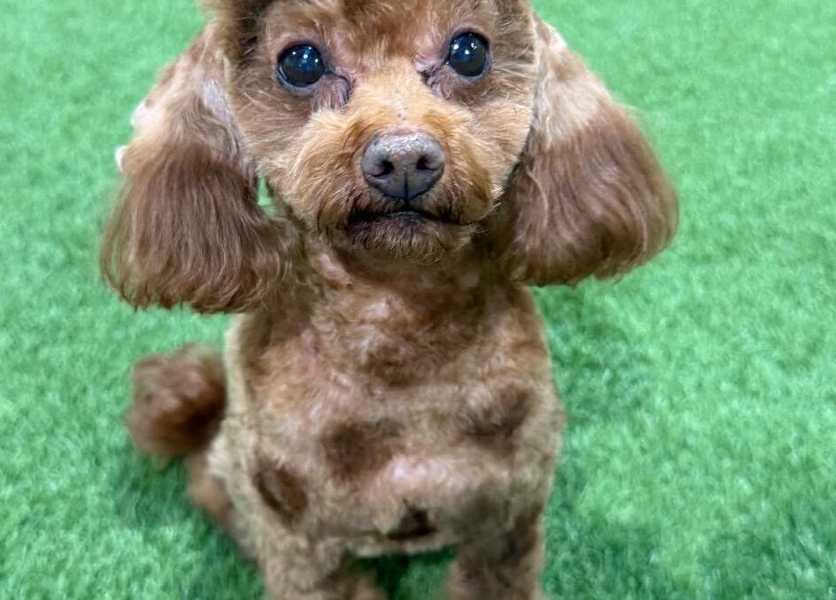 Groomed dog at Shampooch, Clydebank, Scotland. Perfect pet pampering destination.