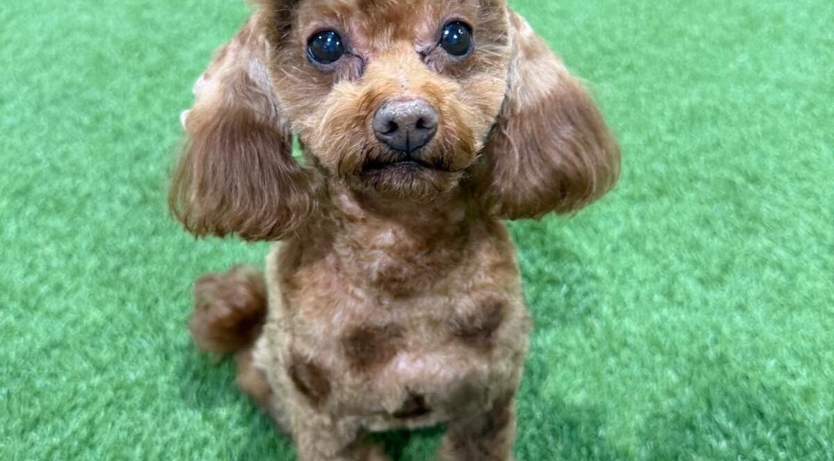 Groomed dog at Shampooch, Clydebank, Scotland. Perfect pet pampering destination.