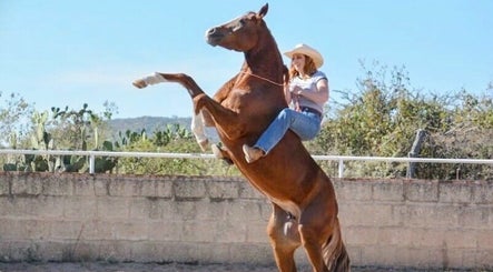 Hindle Horsemanship image 2