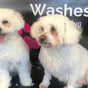 Wags & Washes Dog Grooming - Cedars Nursery, Sandy Lane, Romsey, England