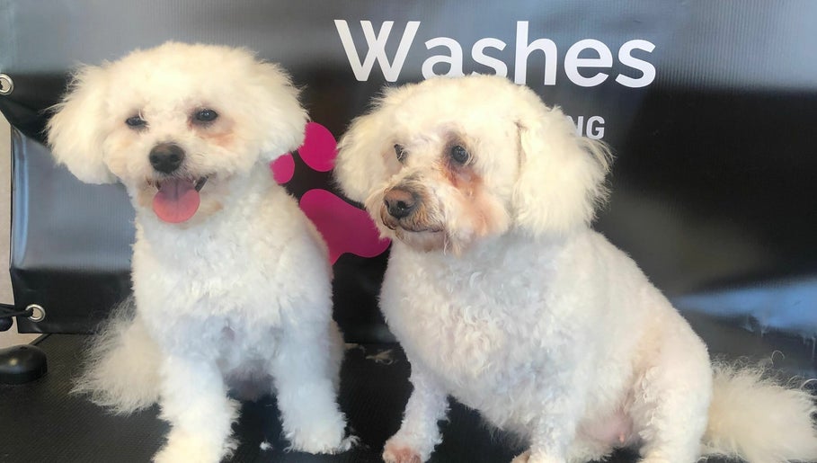 Wags & Washes Dog Grooming image 1