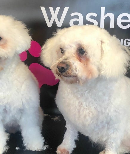 Wags & Washes Dog Grooming image 2