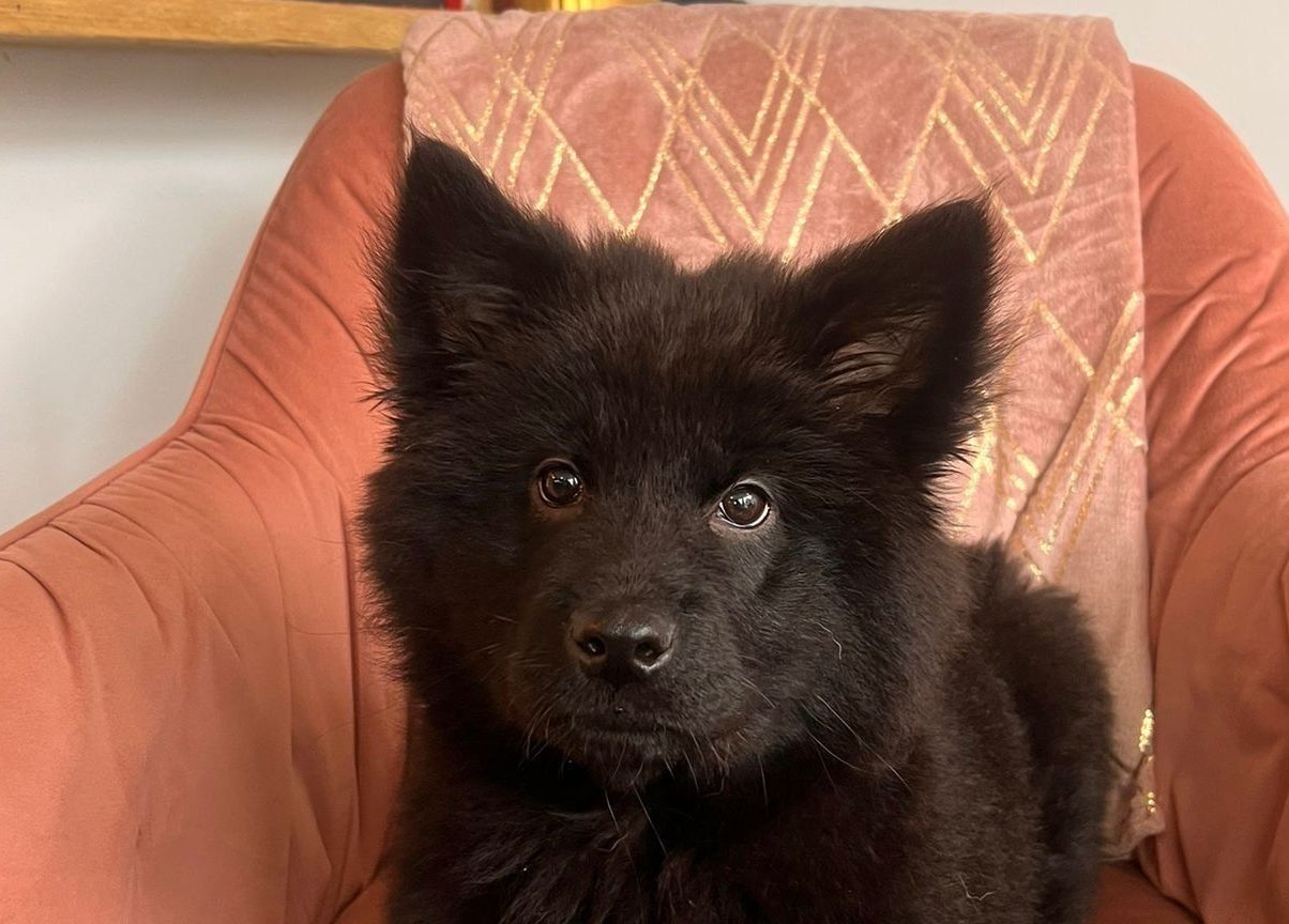 Charming black dog sits on a peach chair at Rock N Rollers in Cwmfields, Wales, GB.