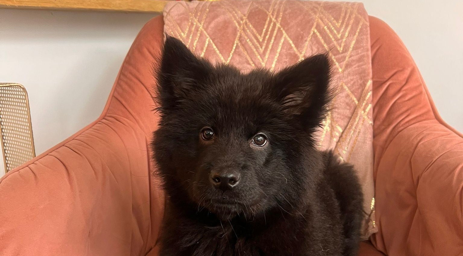 Charming black dog sits on a peach chair at Rock N Rollers in Cwmfields, Wales, GB.