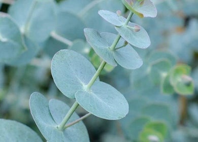 Eucalyptus leaves detail at Makeup & Skin by Gabrielle, Watchung, New Jersey, US, showcasing tranquility and beauty.