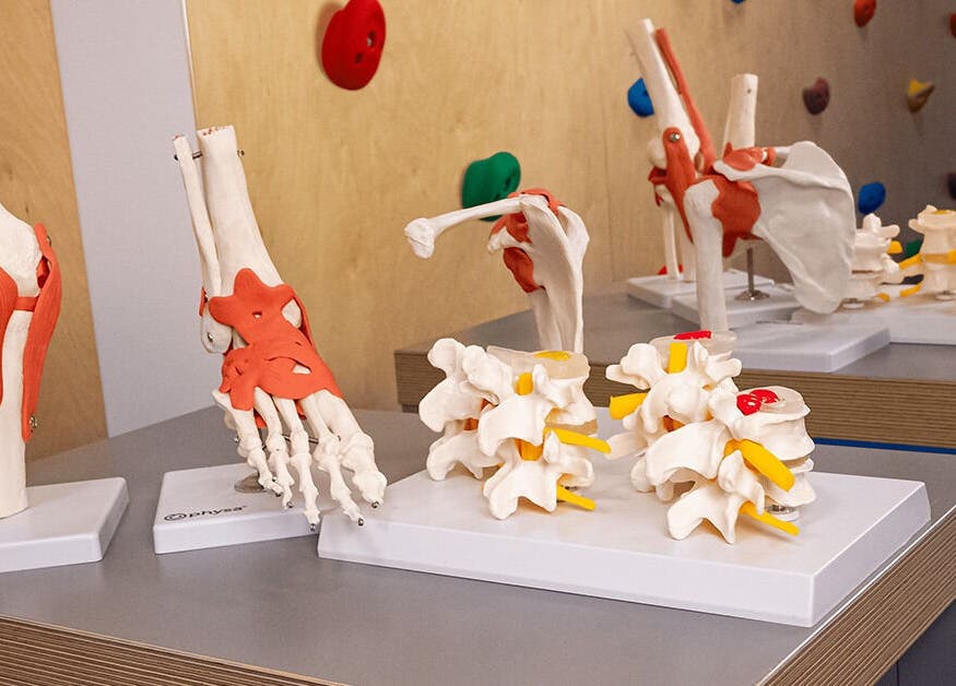 Machete anatomice detaliate la Kineto Baloo, 1 Decembrie, Județul Ilfov, RO.