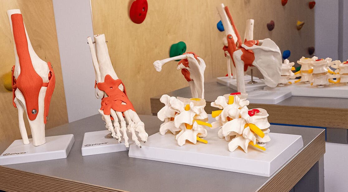 Machete anatomice detaliate la Kineto Baloo, 1 Decembrie, Județul Ilfov, RO.