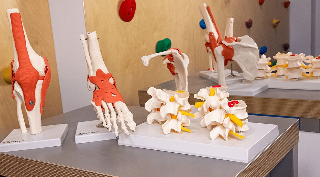 Machete anatomice detaliate la Kineto Baloo, 1 Decembrie, Județul Ilfov, RO.