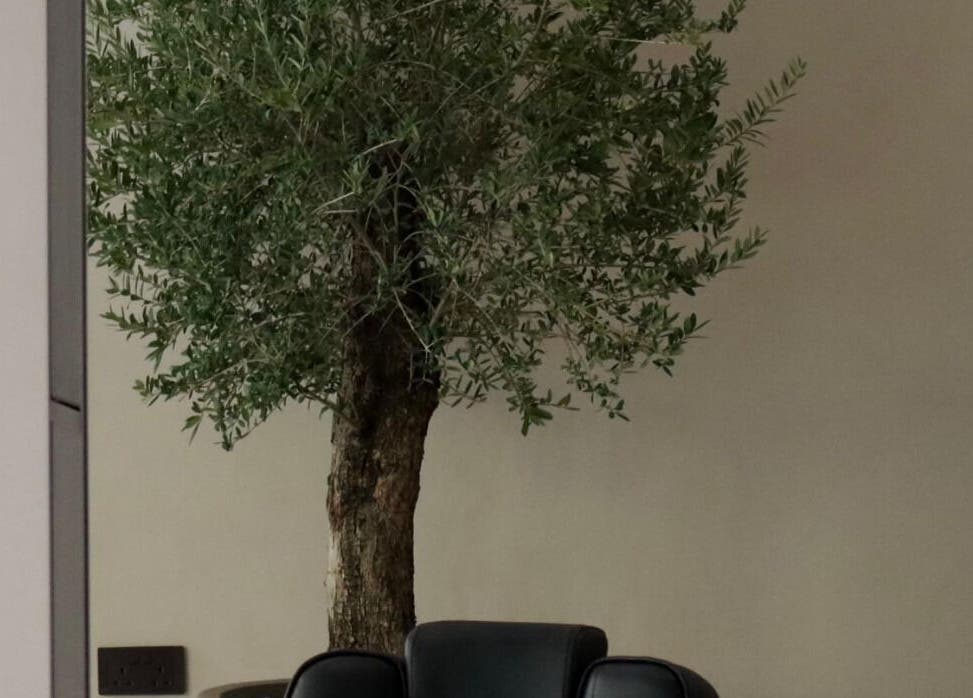 Peaceful olive tree decor at Twig, Sharjah, Sharjah, AE enhancing the wellness ambiance.