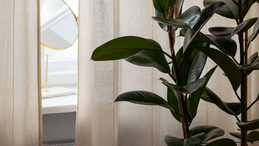 Lush plant and mirror at Studio Masażu Ciało W Centrum Uwagi, Warszawa, Województwo Mazowieckie, PL.