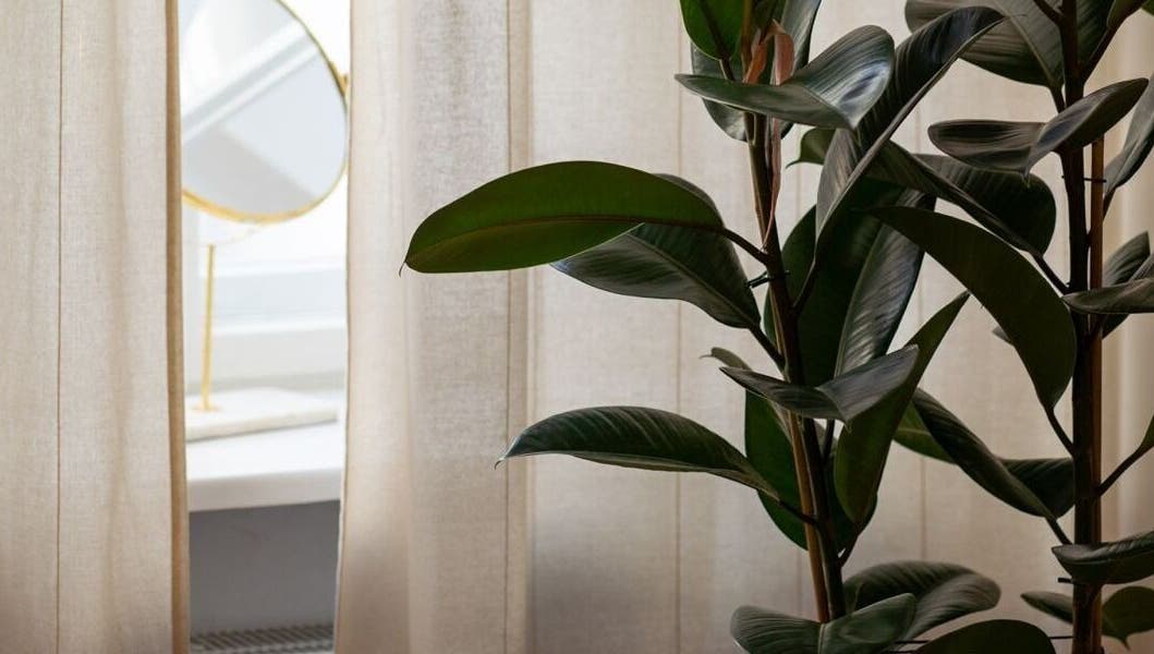 Lush plant and mirror at Studio Masażu Ciało W Centrum Uwagi, Warszawa, Województwo Mazowieckie, PL.