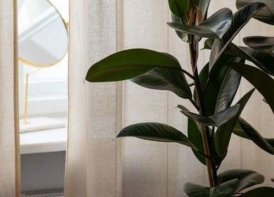 Lush plant and mirror at Studio Masażu Ciało W Centrum Uwagi, Warszawa, Województwo Mazowieckie, PL.