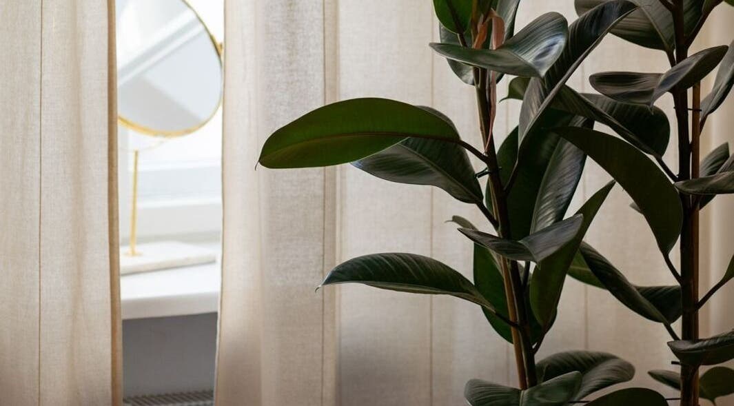 Lush plant and mirror at Studio Masażu Ciało W Centrum Uwagi, Warszawa, Województwo Mazowieckie, PL.