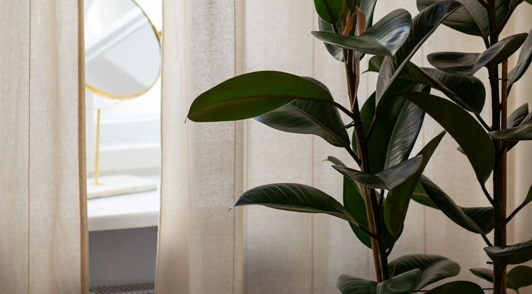 Lush plant and mirror at Studio Masażu Ciało W Centrum Uwagi, Warszawa, Województwo Mazowieckie, PL.