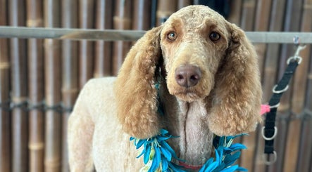 Aloha K9 Swansea, bilde 2