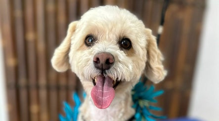 Aloha K9 Swansea, bilde 3