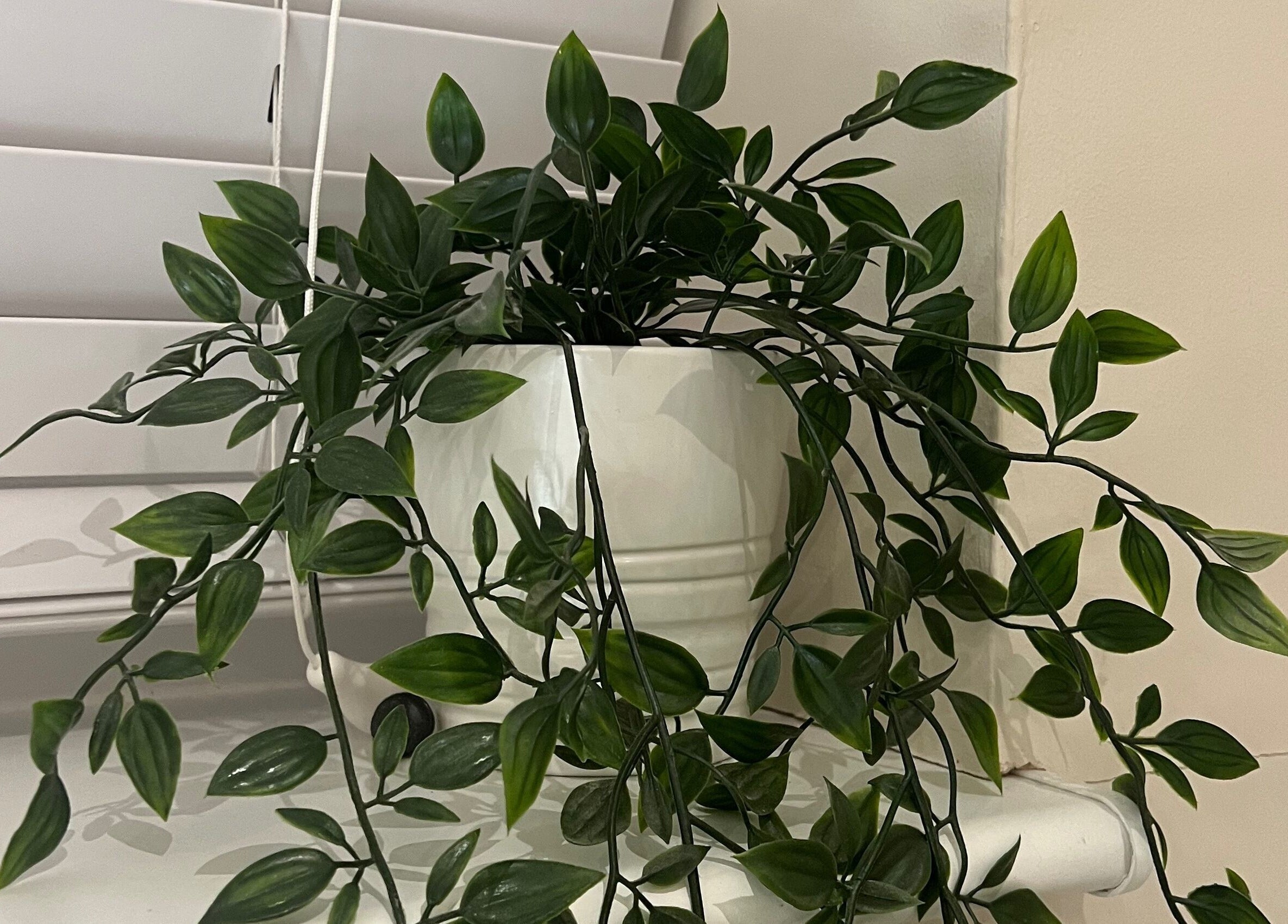 Lush green plant in a white pot at Nails by Laura, Chesterfield, England, GB, enhances calming ambiance.