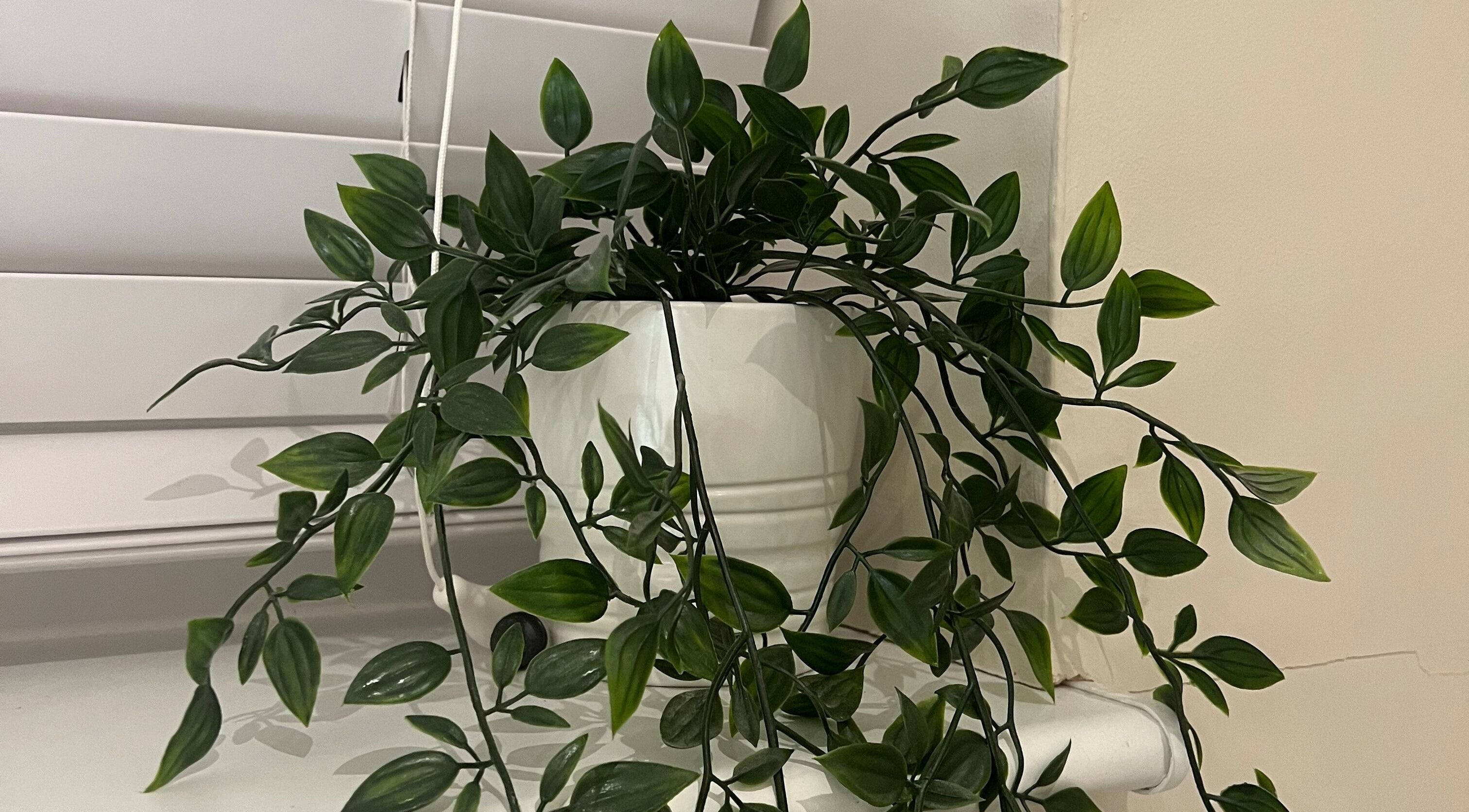 Lush green plant in a white pot at Nails by Laura, Chesterfield, England, GB, enhances calming ambiance.