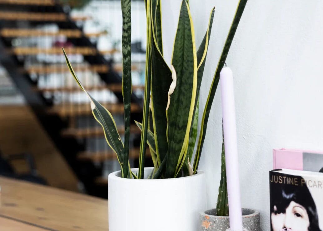 Modern plant decor at Beauty On Boulevard, Melbourne, Victoria, AU, adding elegance and warmth to the venue.