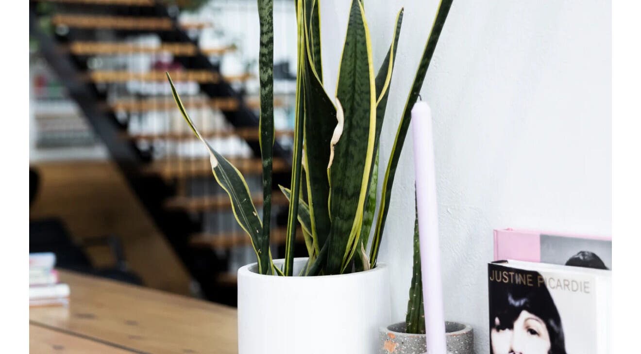 Modern plant decor at Beauty On Boulevard, Melbourne, Victoria, AU, adding elegance and warmth to the venue.