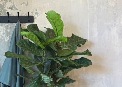 Lush indoor plant decor at Brother Wolf St Kilda, Melbourne, Victoria, AU, enhancing the serene interior.