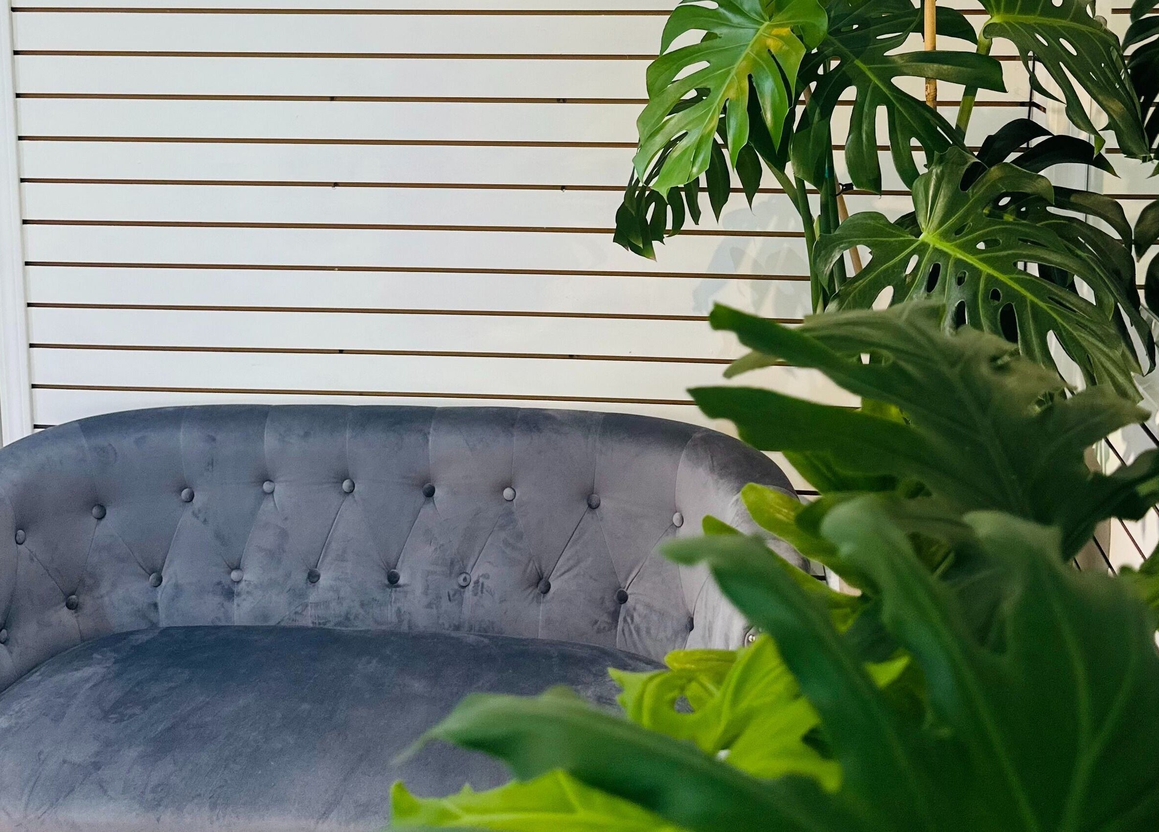 Chic gray sofa amidst lush greenery at View Beauty Salon and Spa, Vancouver, British Columbia, CA.