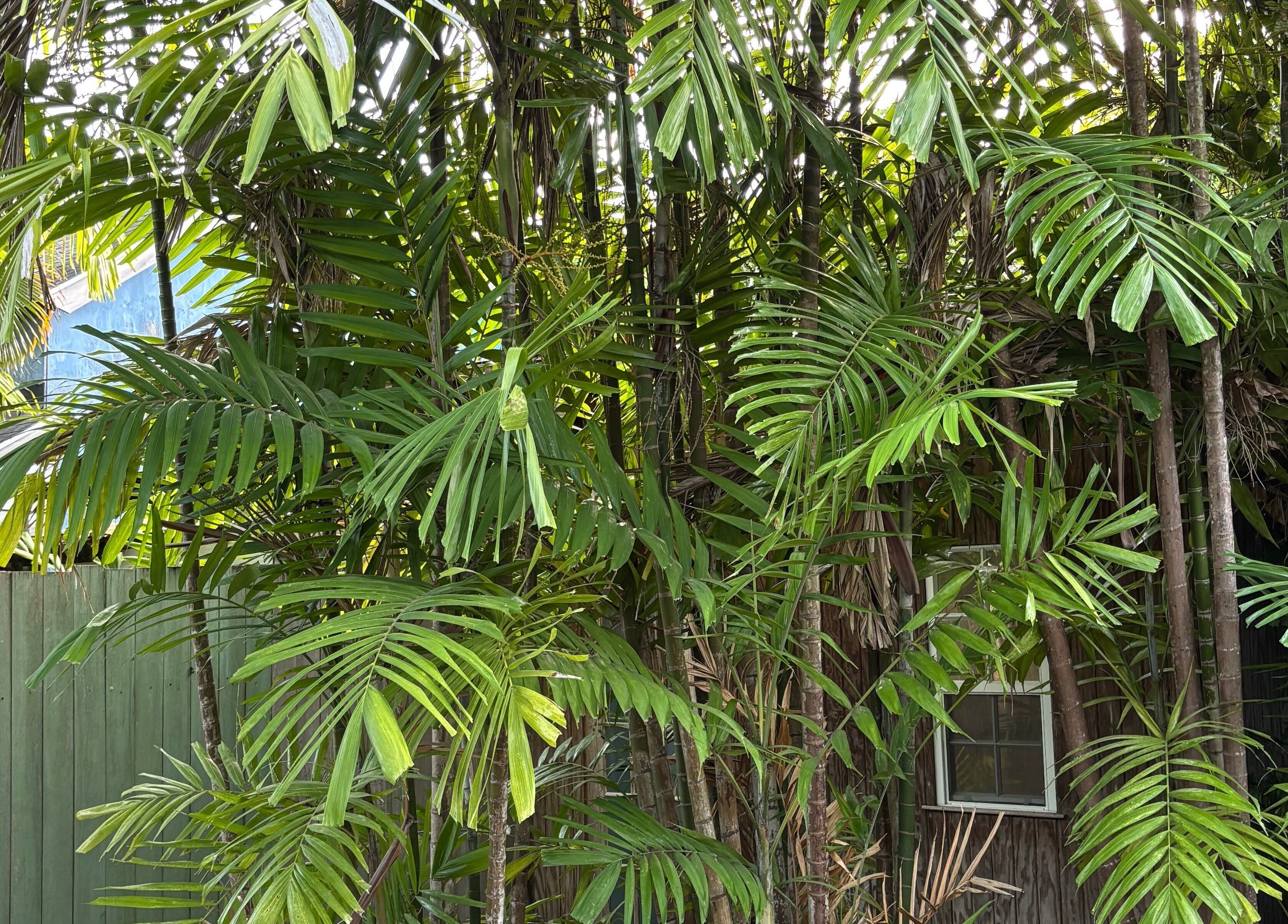 Lush palm trees create a natural haven at It’s Only Natural, Saint James, BB.