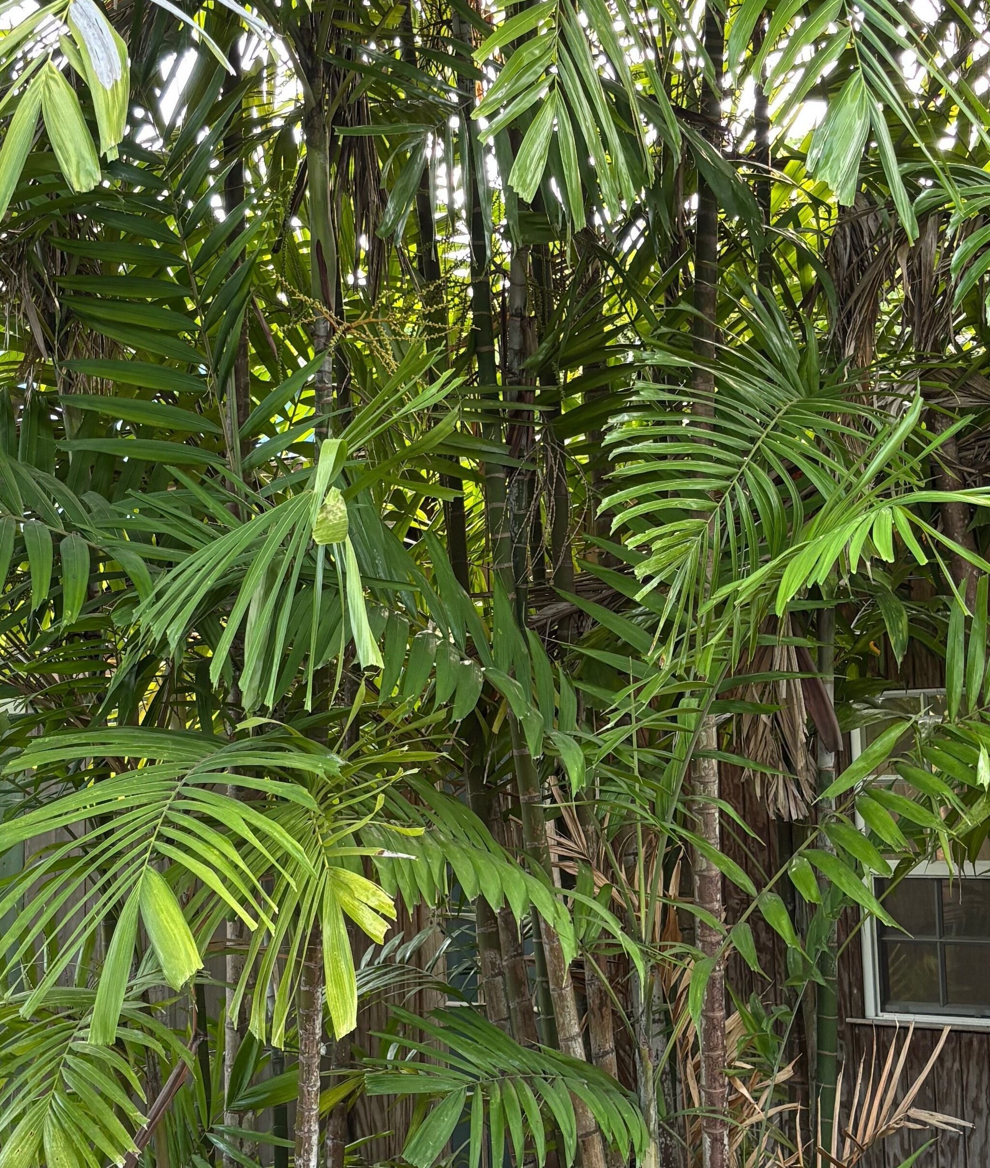 Lush palm trees create a natural haven at It’s Only Natural, Saint James, BB.